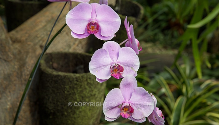 Bogor - Botanische tuin