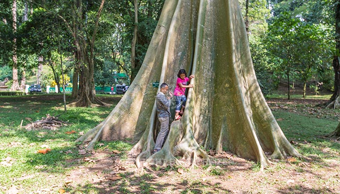 Bogor - Botanische tuin