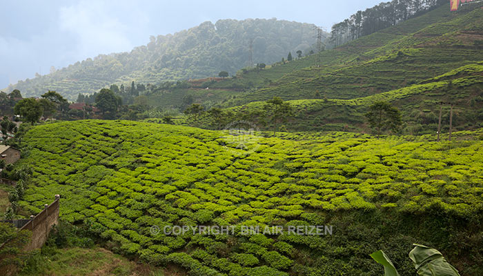 Java - Puncak Pass