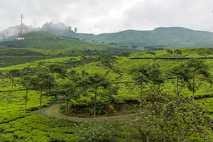 Java - Puncak Pass