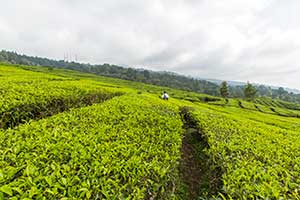 Java - theeplantage