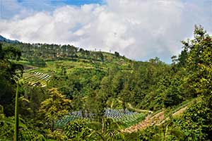 Java - Gedong Songo