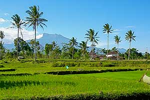 Oost-Java - Kalibaru