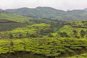 Java - Puncak Pass