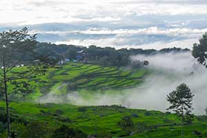 Sulawesi - Batutumonga