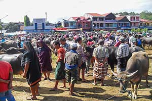 Toraja - Bolu Market