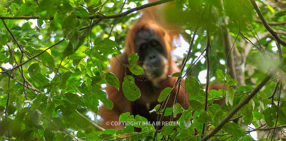 Leuser National Park - Orang-oetan