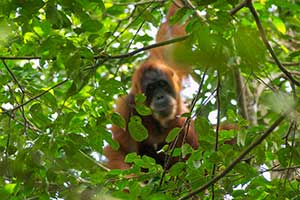 Leuser National Park - Orang-oetan