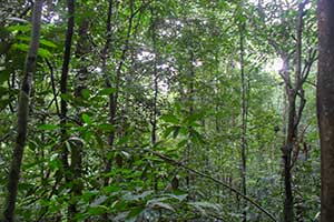Ketambe - Leuser National Park