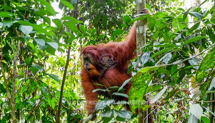 Sumatra - Leuser National Park