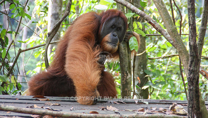 Sumatra - Leuser National Park