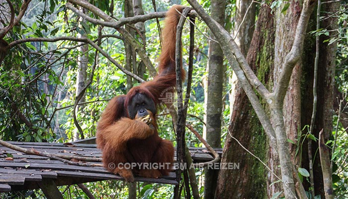 Sumatra - Leuser National Park