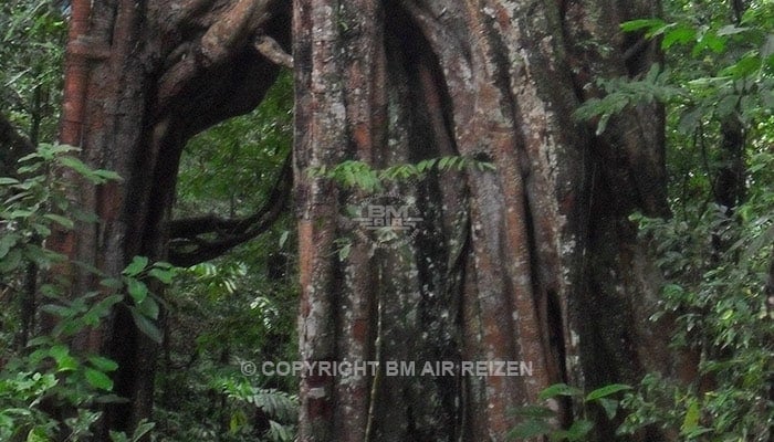 Ketambe - Jungle trekking