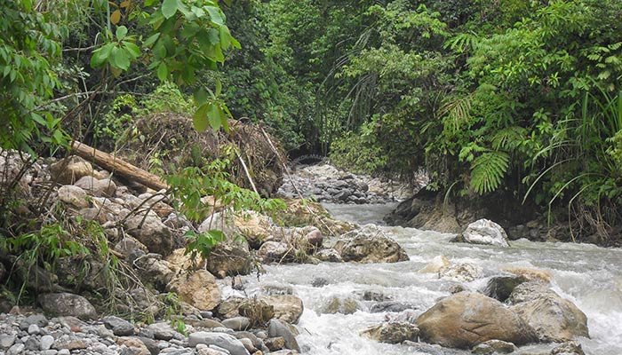 Ketambe - Jungle trekking