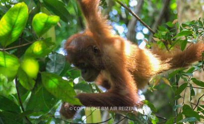 Sumatra - Leuser National Park
