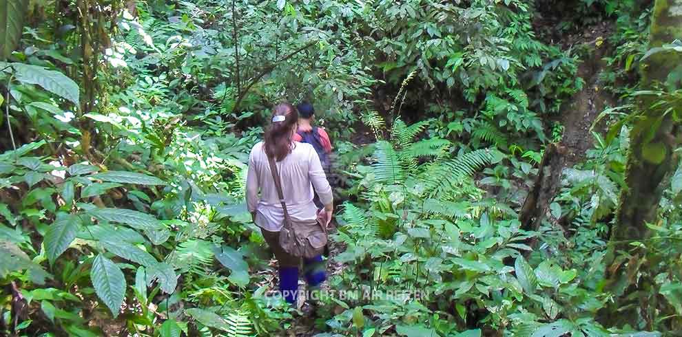 Leuser National Park - trekking