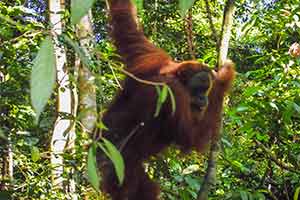 Leuser National Park - Orang-oetan