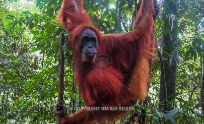 Leuser National Park