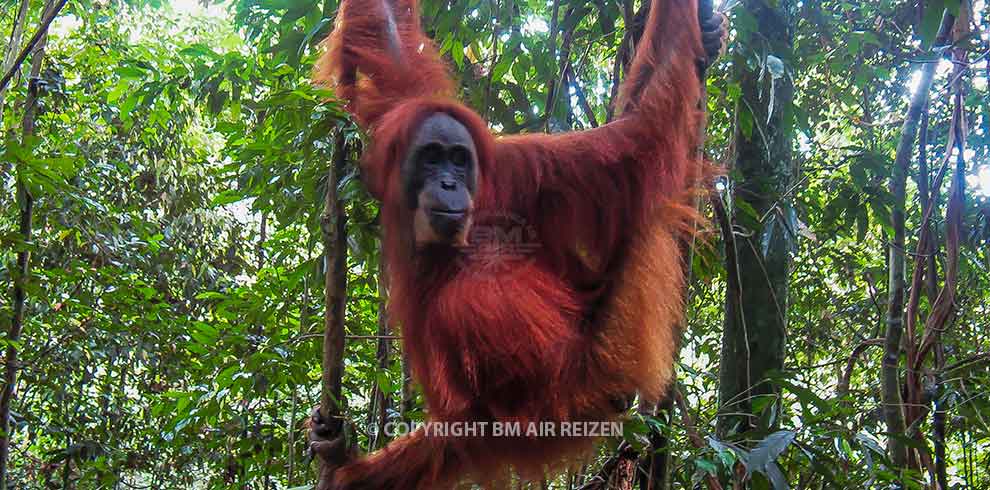 Leuser National Park