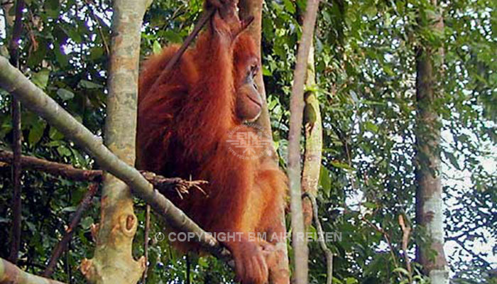 Sumatra - Leuser National Park