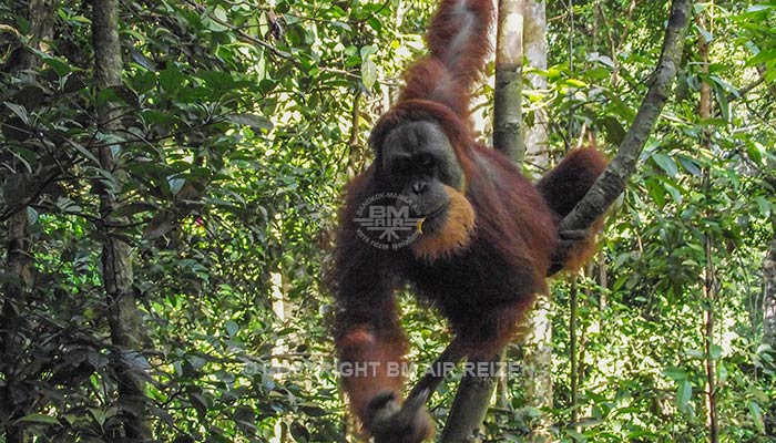 Sumatra - Leuser National Park