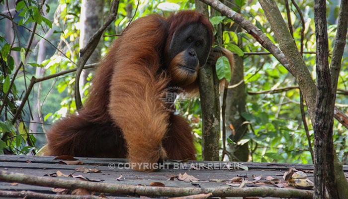 Sumatra - Leuser National Park