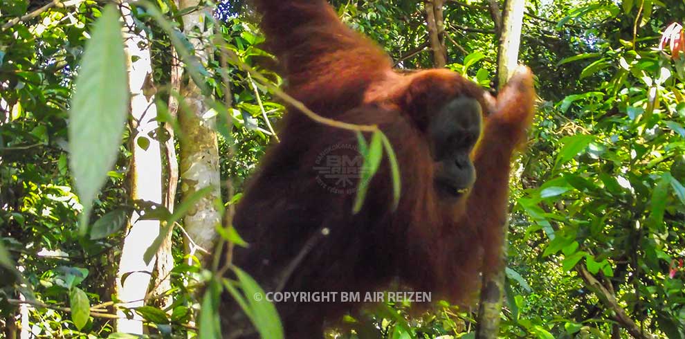 Leuser National Park - Orang-oetan