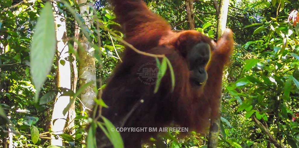 Leuser National Park - Orang-oetan