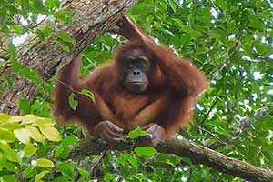 Bulit Lawang - orang-oetan
