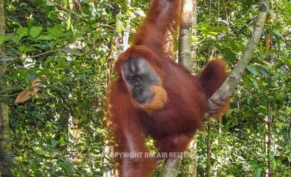Bukit Lawang - Orang-oetan