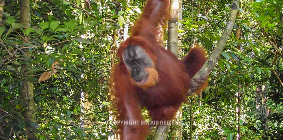 Orang-oetans & Lake Toba