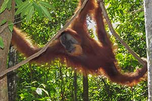 Leuser National Park - Orang-oetan