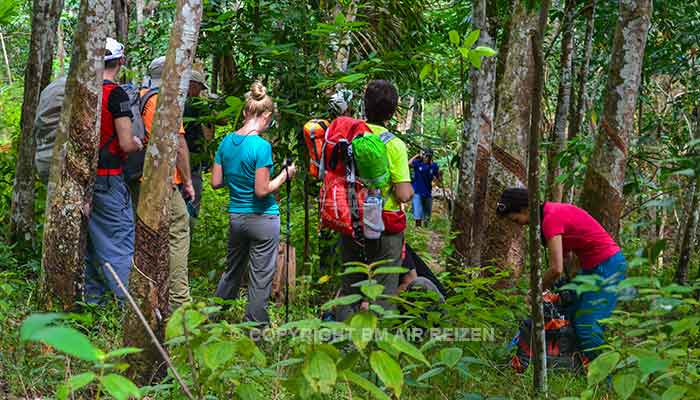 Sumatra - Leuser National Park