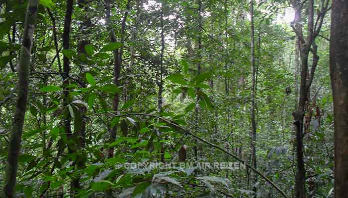 Sumatra - Leuser National Park