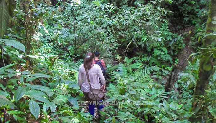 Sumatra - Leuser National Park