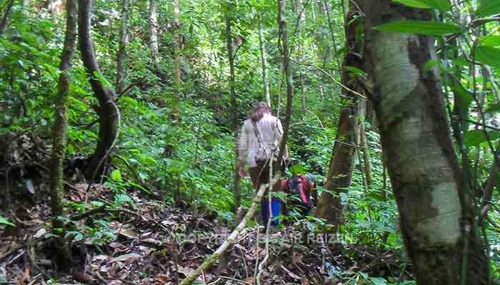 Sumatra - Leuser National Park