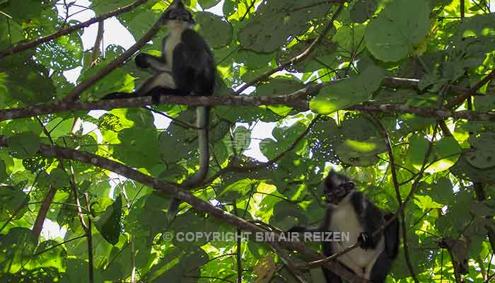 Sumatra - Leuser National Park