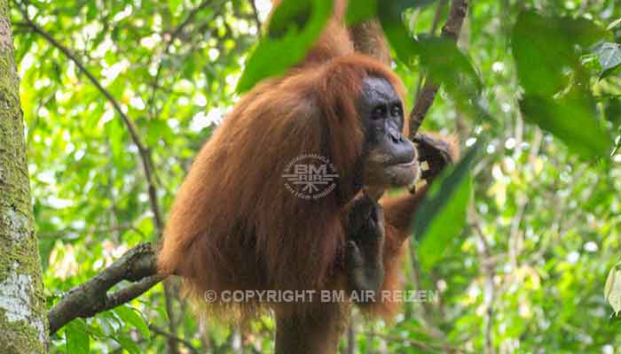 Sumatra - Leuser National Park