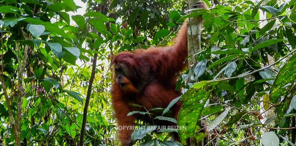 Leuser National Park - Orang-oetan