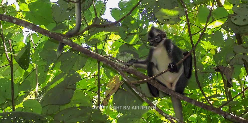 Sumatra - Leuser National Park