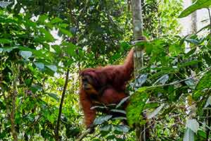 Leuser National Park - Orang-oetan
