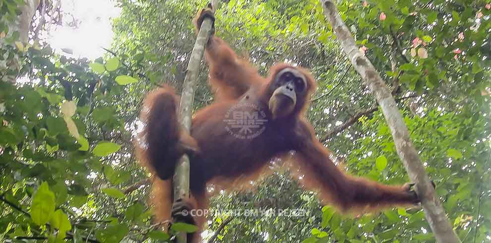 Leuser National Park - Orang-oetan