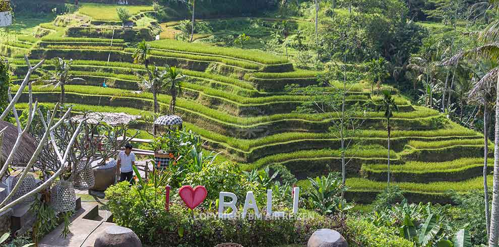 Ubud - Tegalalang rijstterrassen