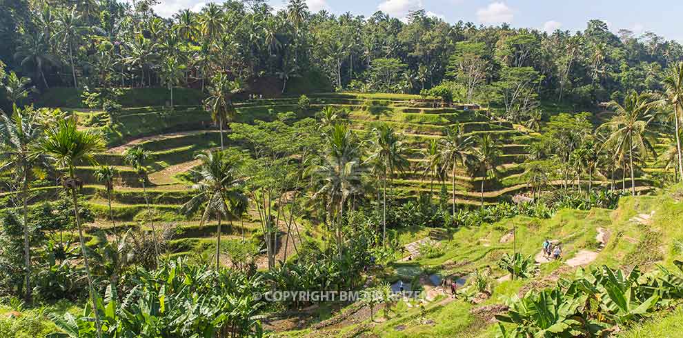 Ubud - Tegalalang rijstterrassen