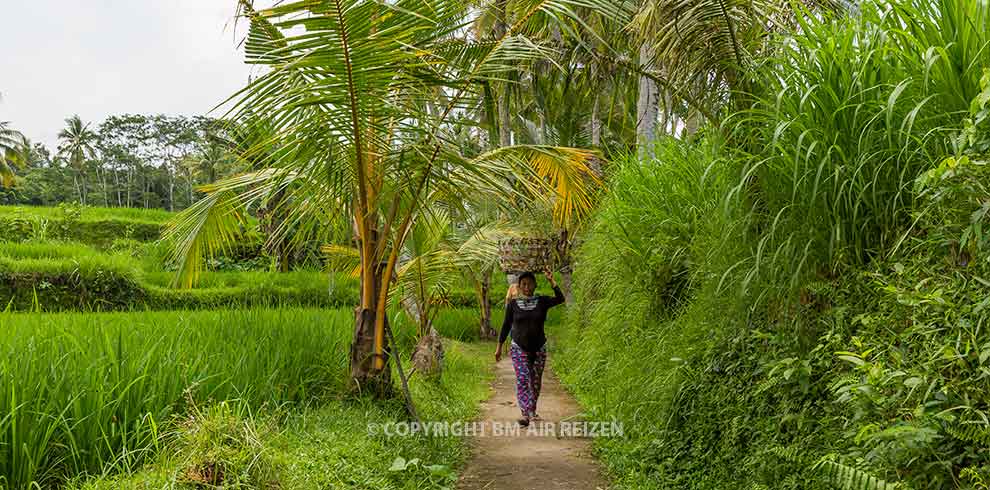 Ubud - rijstvelden