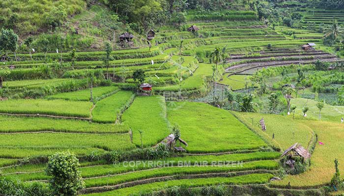 Bali - Bakit Jambul rijstterrassen