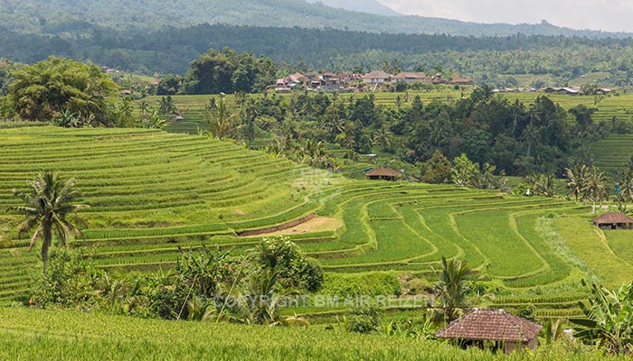 Bali - Jatiluwih rijstterrassen