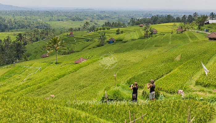 Bali - Jatiluwih rijstterrassen