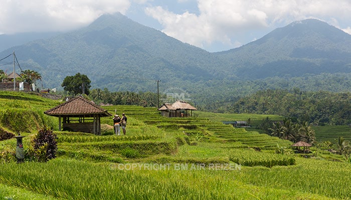 Bali - Jatiluwih rijstterrassen