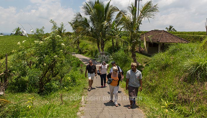 Bali - Jatiluwih rijstterrassen